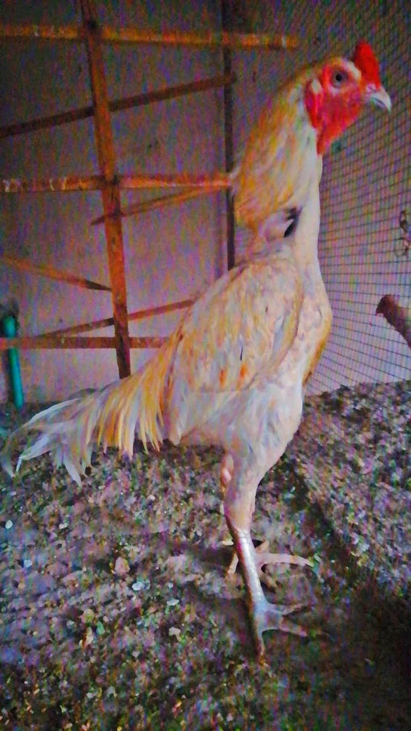 Aseel Murga 7