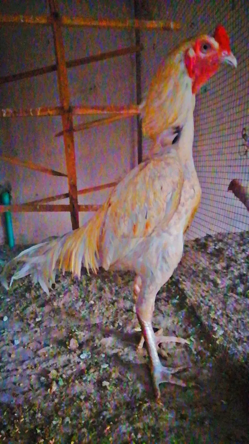 Aseel Murga — photo 8