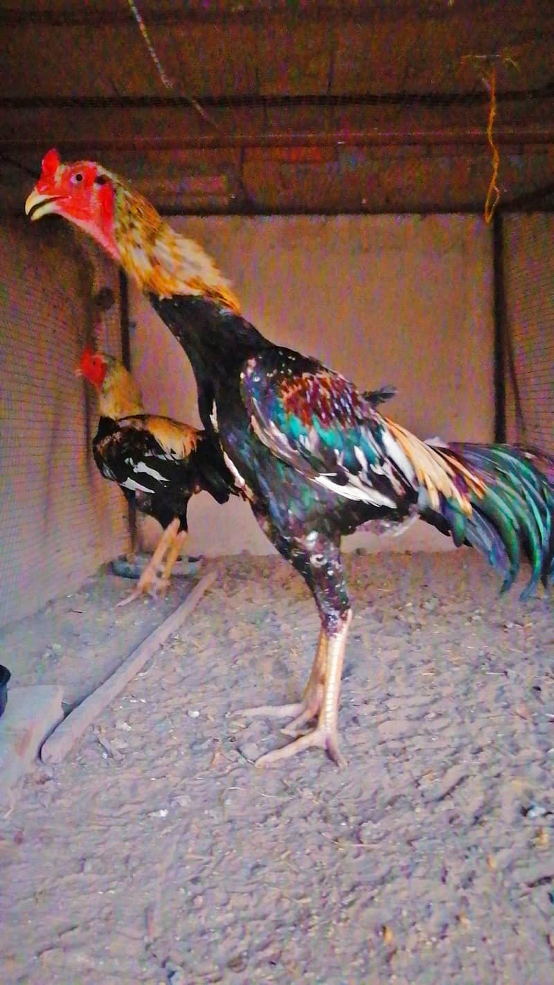 Aseel Murga 8