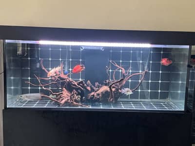 5 foot tank w sump