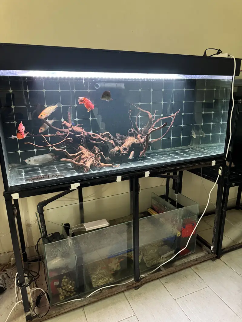 5 foot tank w sump — photo 2