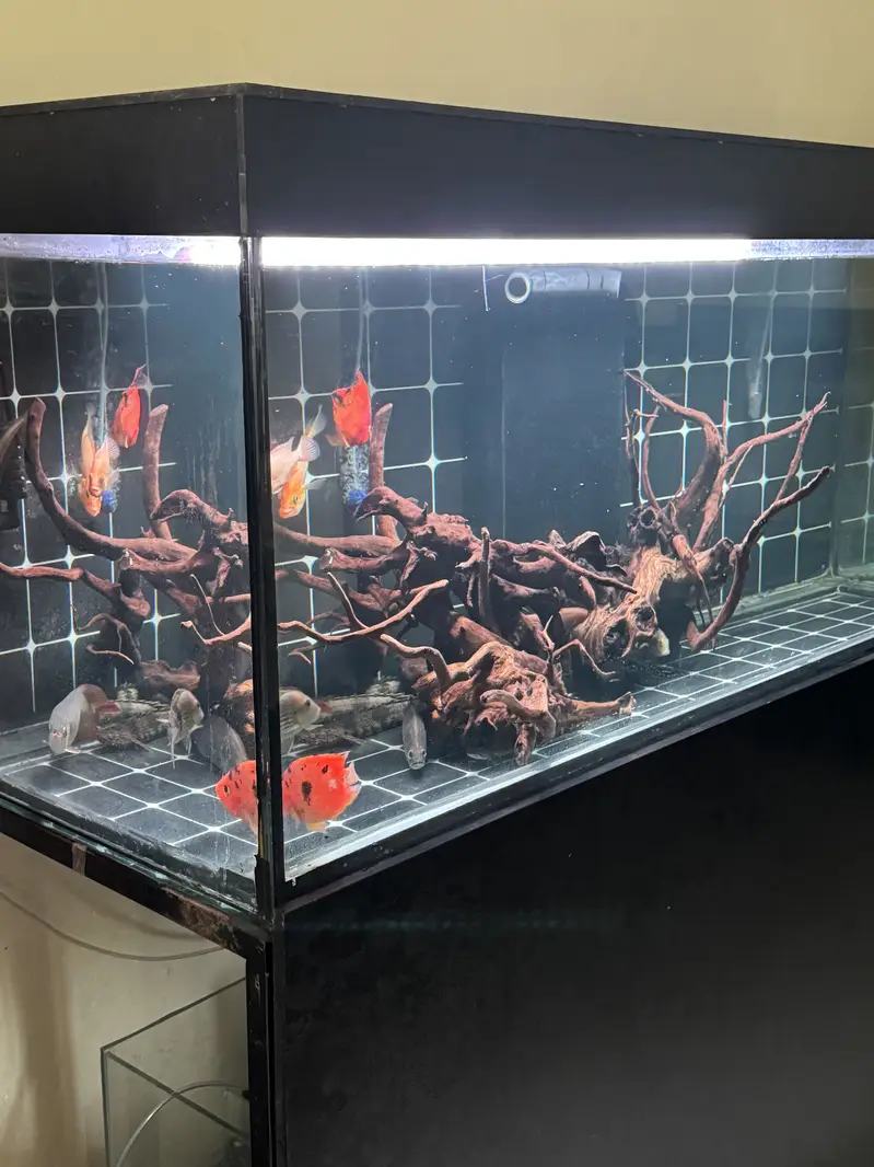 5 foot tank w sump — photo 4
