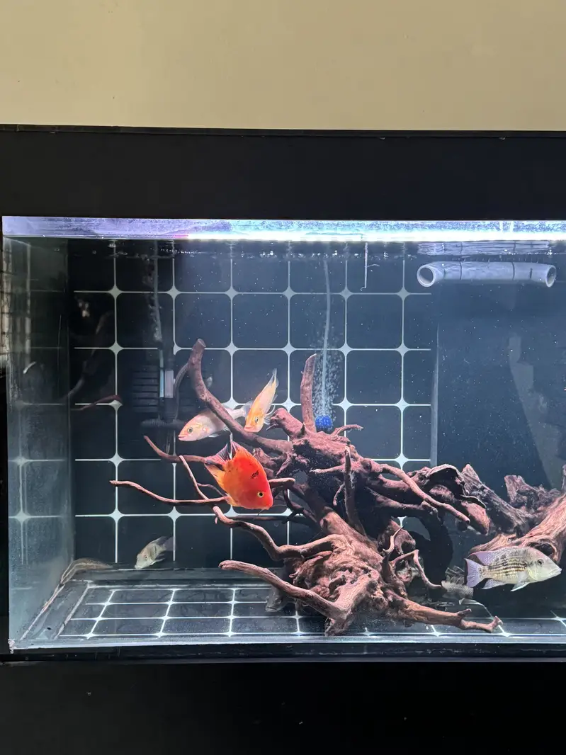 5 foot tank w sump — photo 5