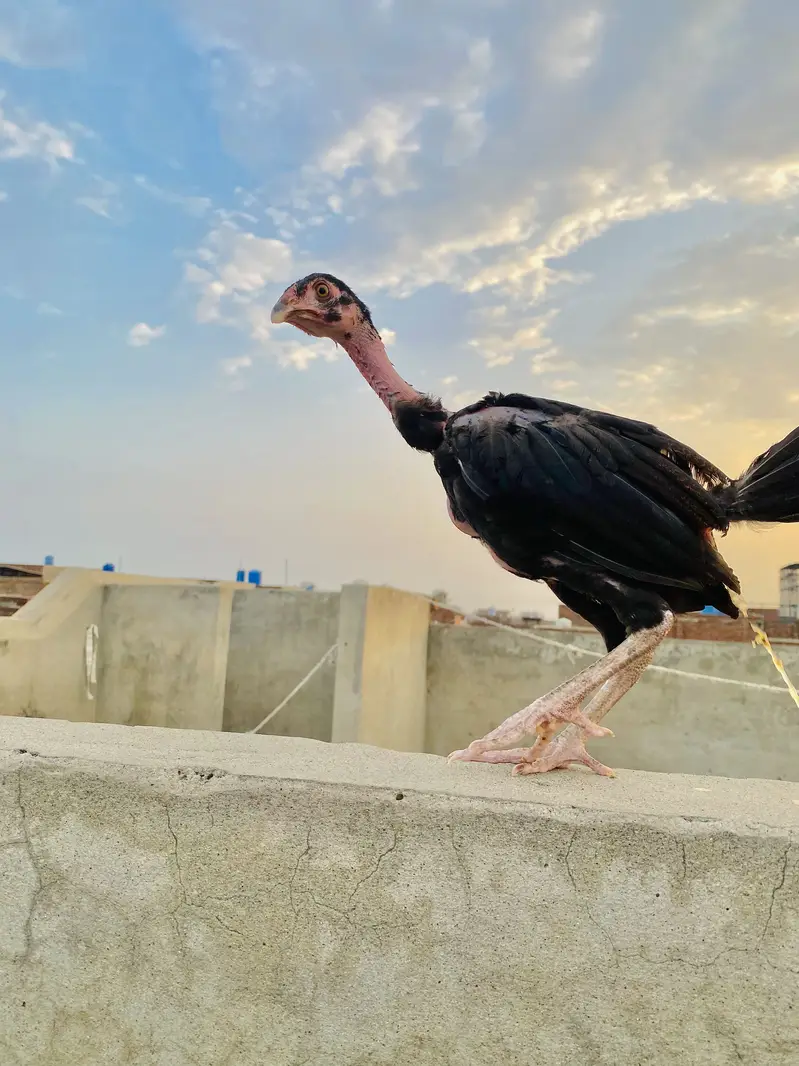 Mia wali aseel check — photo 3