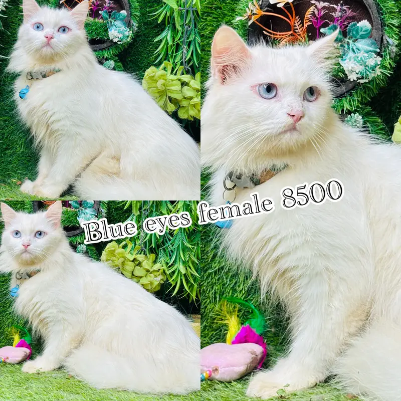 persian cats on reasonable rates — photo 4