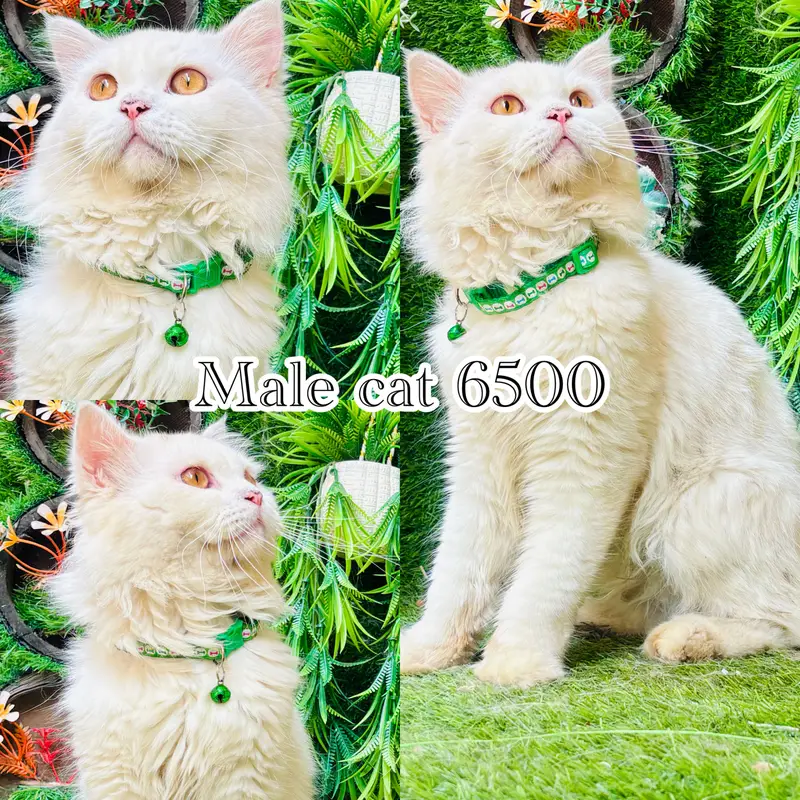 persian cats on reasonable rates — photo 5