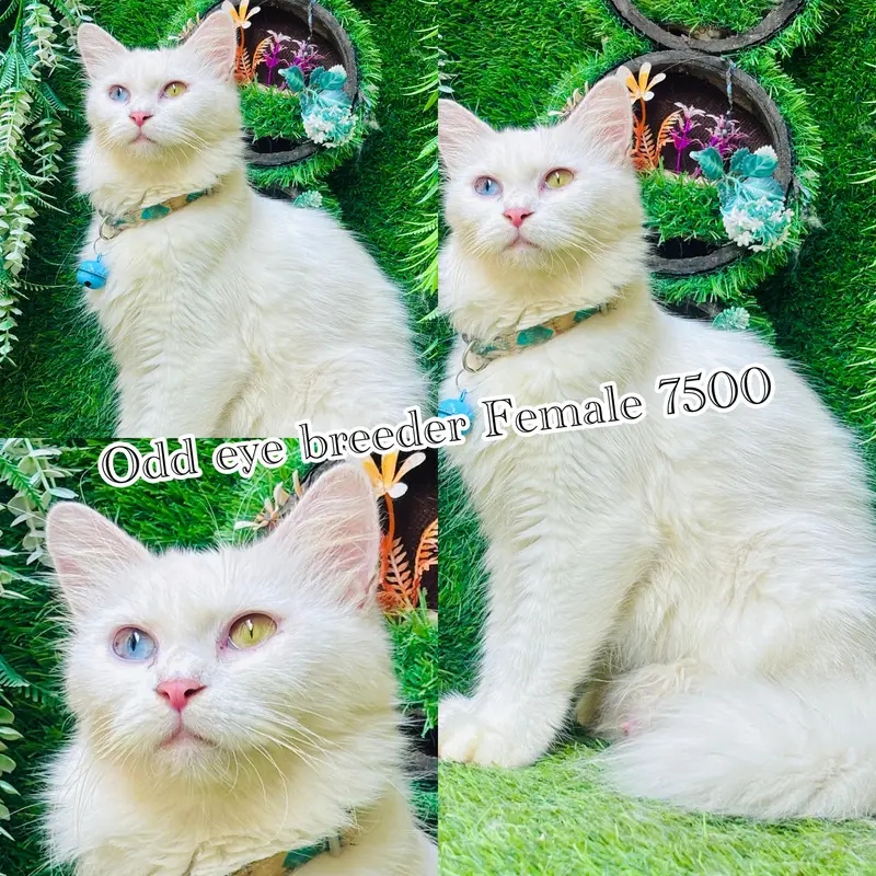 persian cats on reasonable rates — photo 11