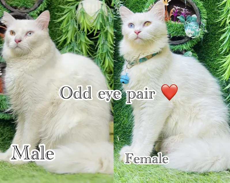 persian cats on reasonable rates — photo 12