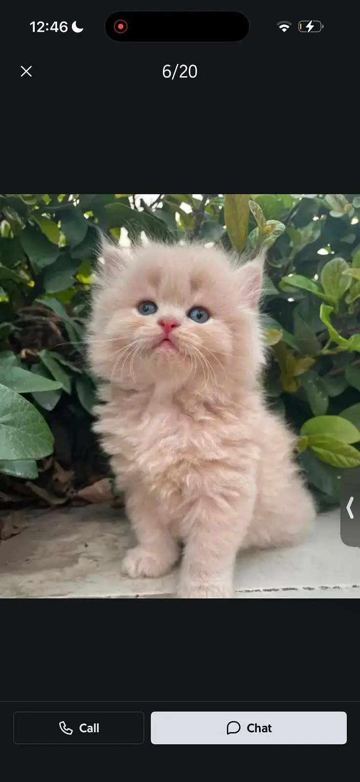 cash on delivery parshion kitten cat male female — photo 4