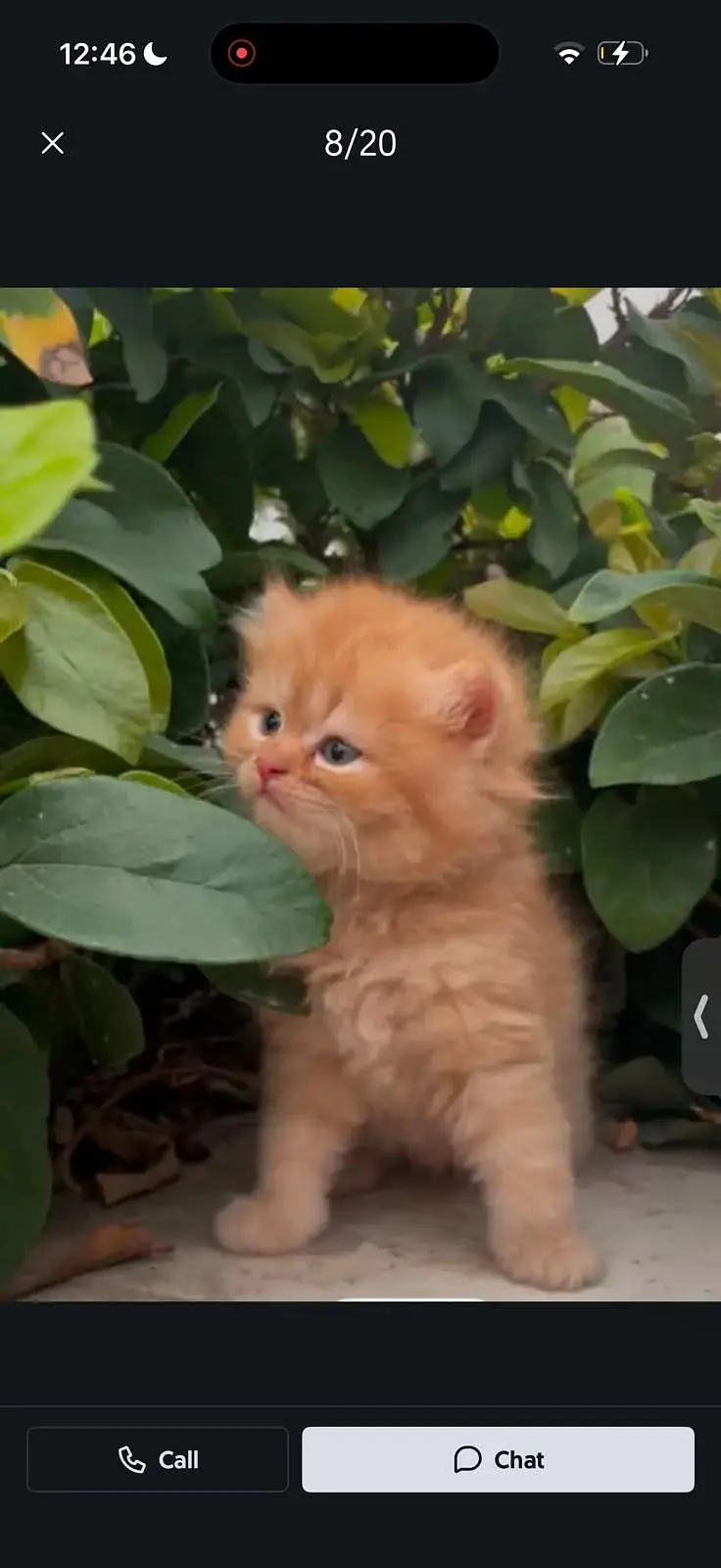cash on delivery parshion kitten cat male female — photo 5