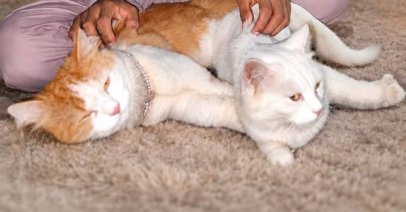dono cats male or female for sale