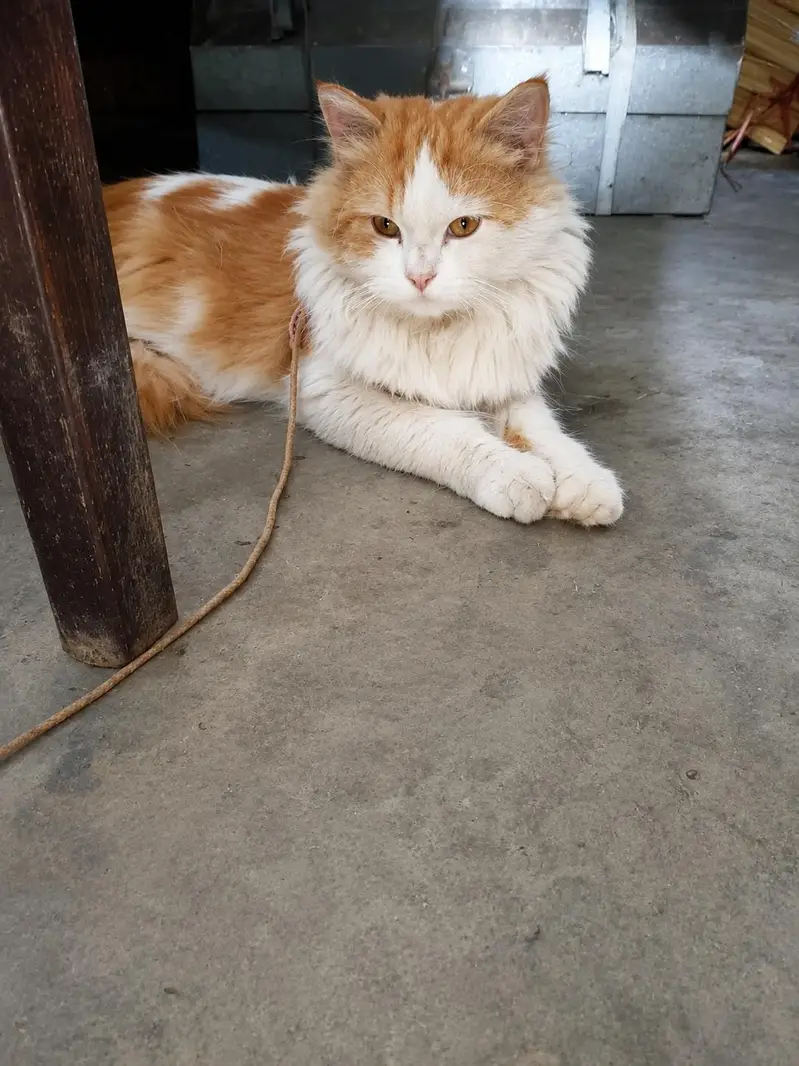 dono cats male or female for sale — photo 2