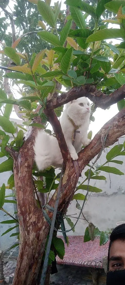 dono cats male or female for sale — photo 5