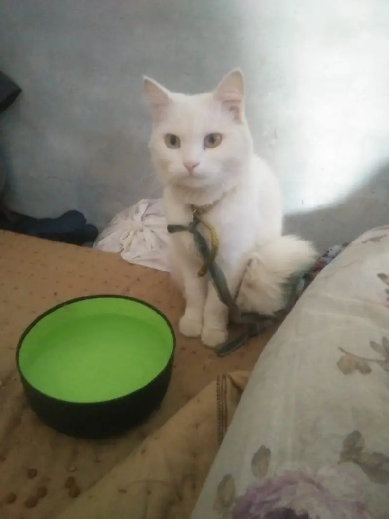 dono cats male or female for sale — photo 6