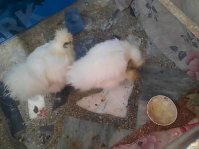 silkie hen for sale jaga ka masla ha tab sale karni ha