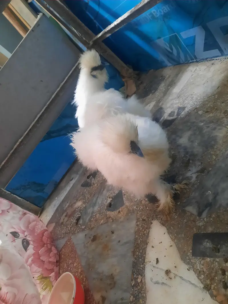silkie hen for sale jaga ka masla ha tab sale karni ha — photo 2