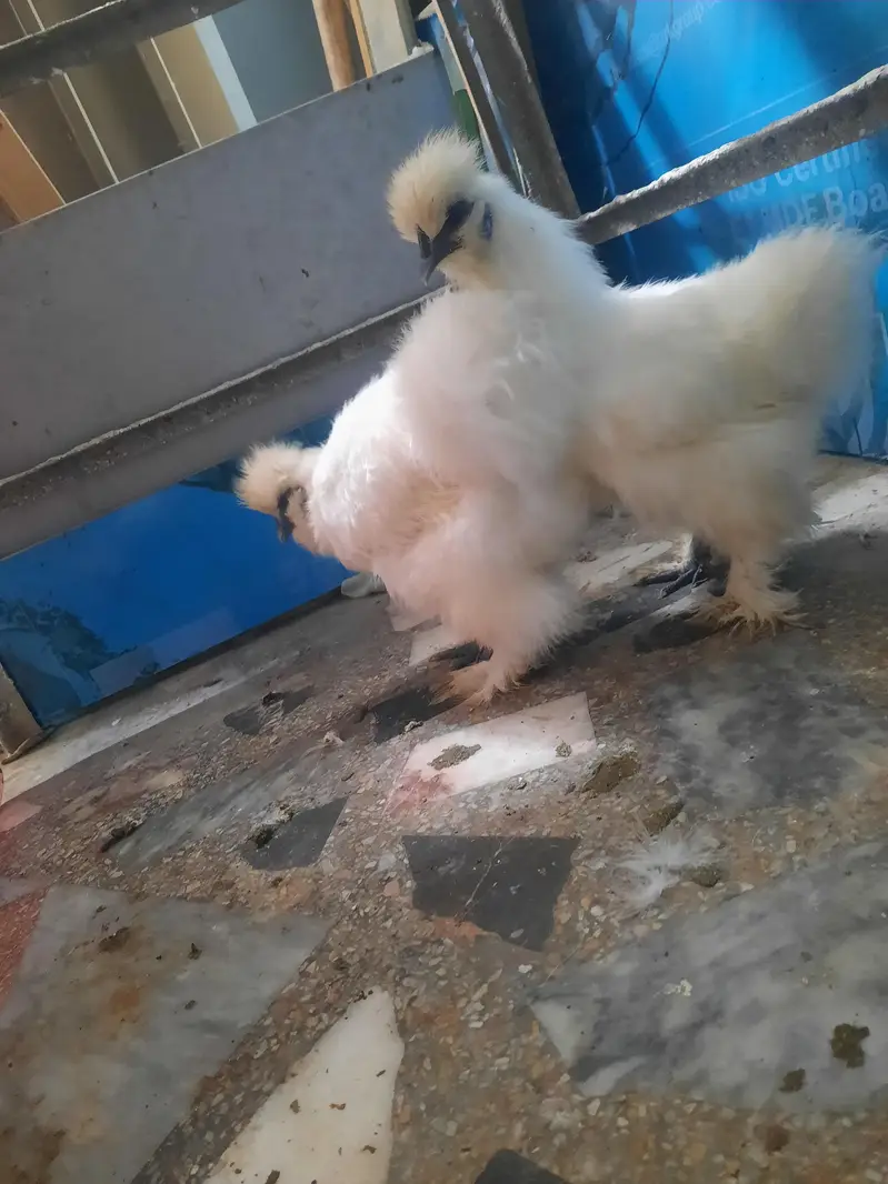 silkie hen for sale jaga ka masla ha tab sale karni ha — photo 3