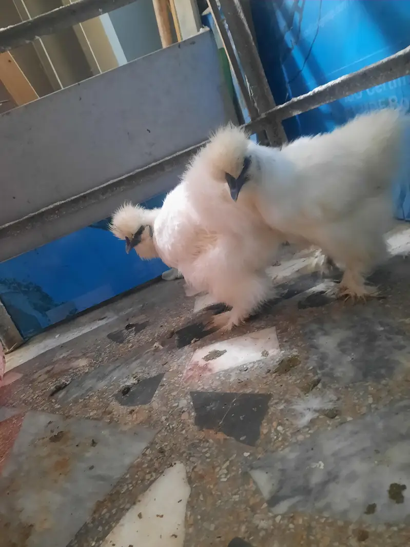silkie hen for sale jaga ka masla ha tab sale karni ha — photo 4