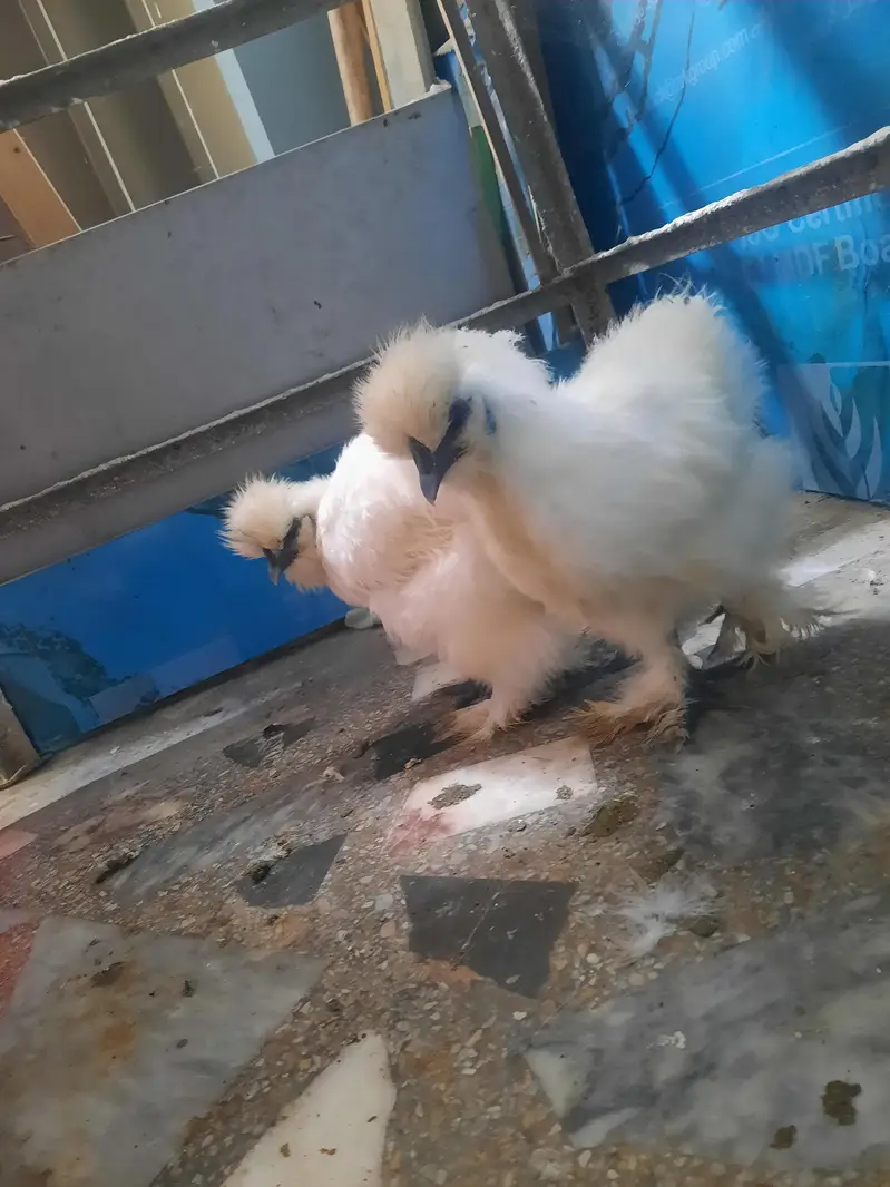 silkie hen for sale jaga ka masla ha tab sale karni ha — photo 5
