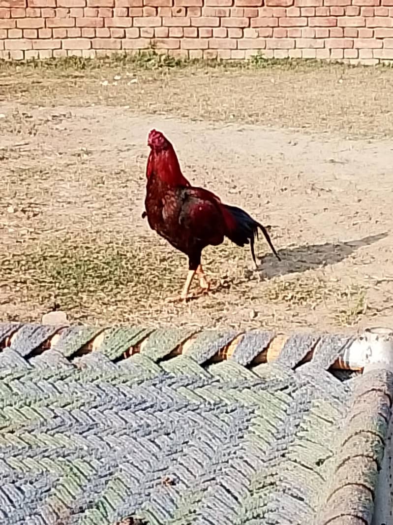 murga 0