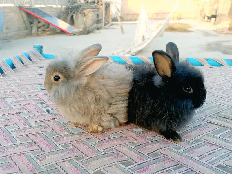 White+brown+black angora — photo 4