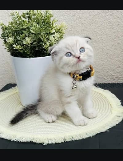Scottish fold kittin for sell. 0313 4935014