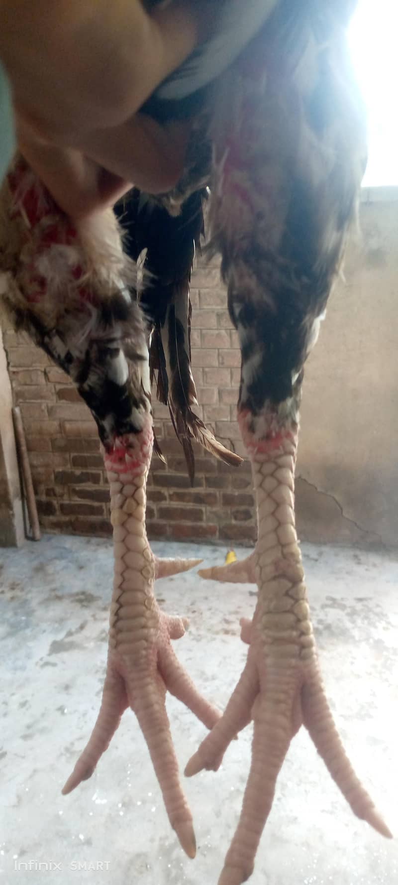 Pure sindhi 4