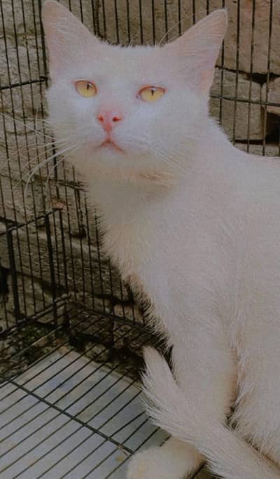 Beautiful Persian cat for sale