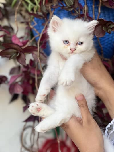 Persion kitten for sale