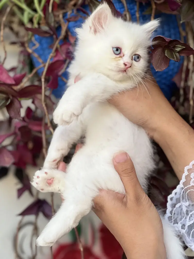 Persion kitten for sale — photo 2