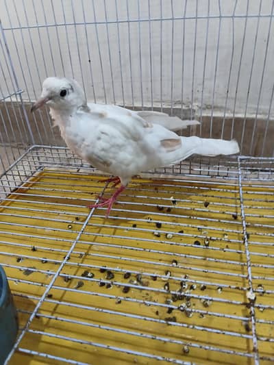 Khummri dove pigeon