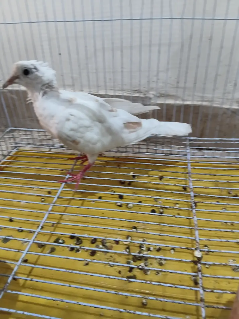 Khummri dove pigeon — photo 2