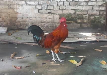 Desi murgha for sell