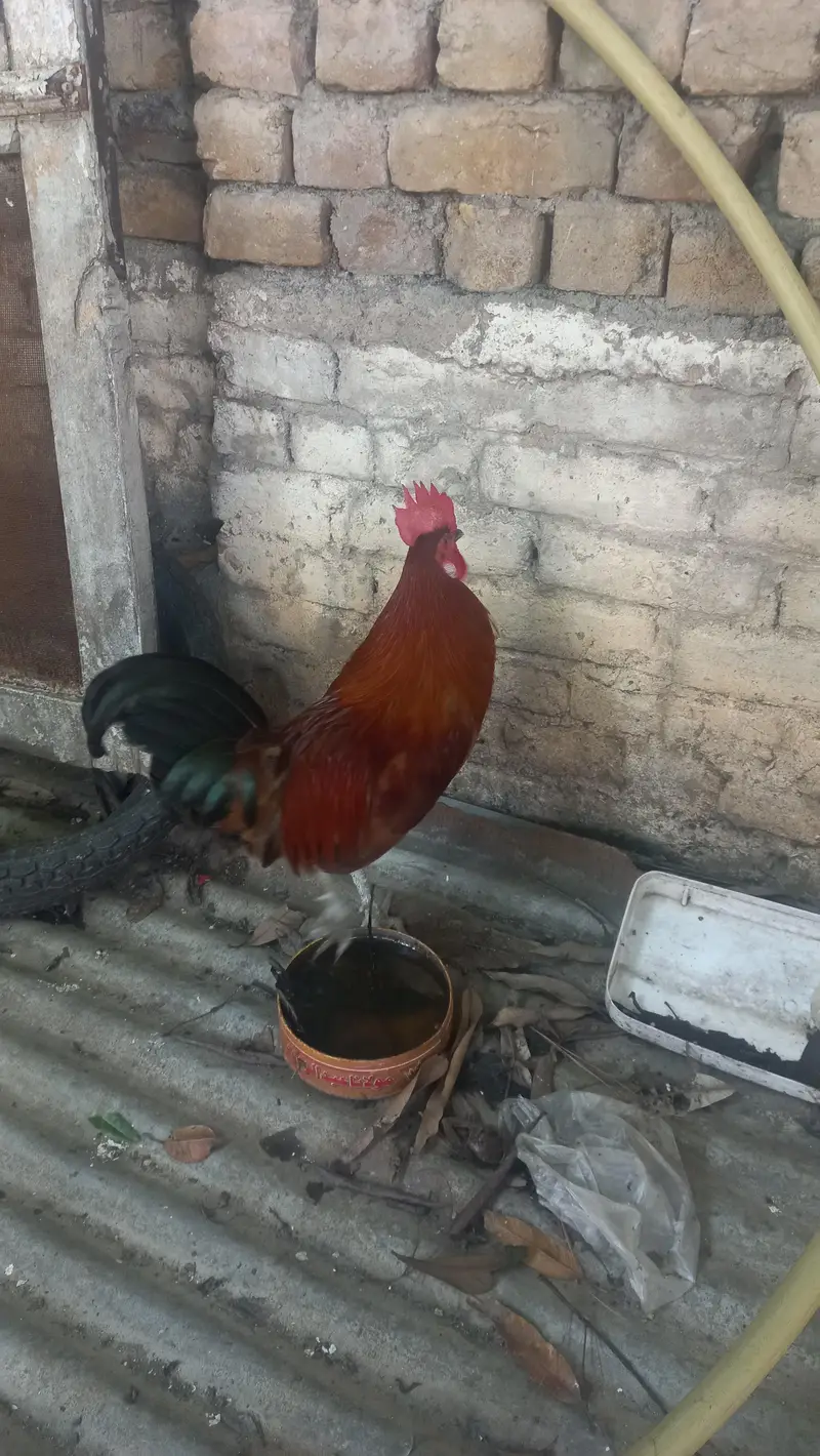 Desi murgha for sell — photo 2