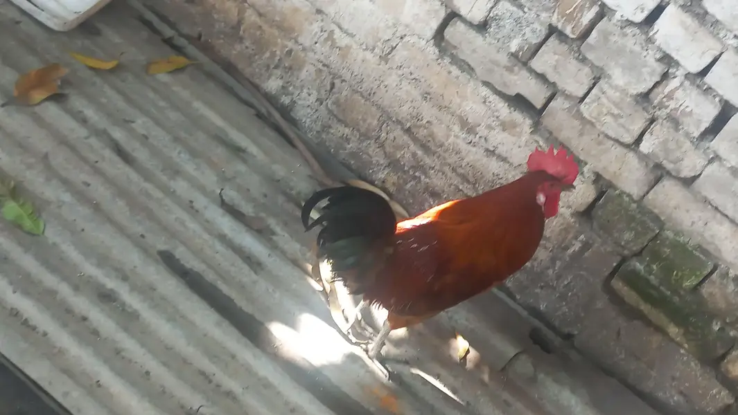 Desi murgha for sell — photo 3