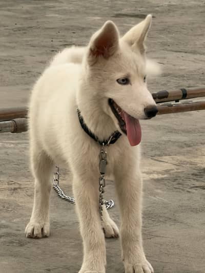 Huskey
