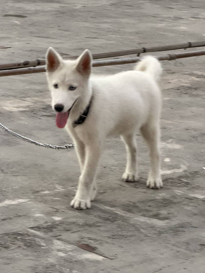 Huskey 1