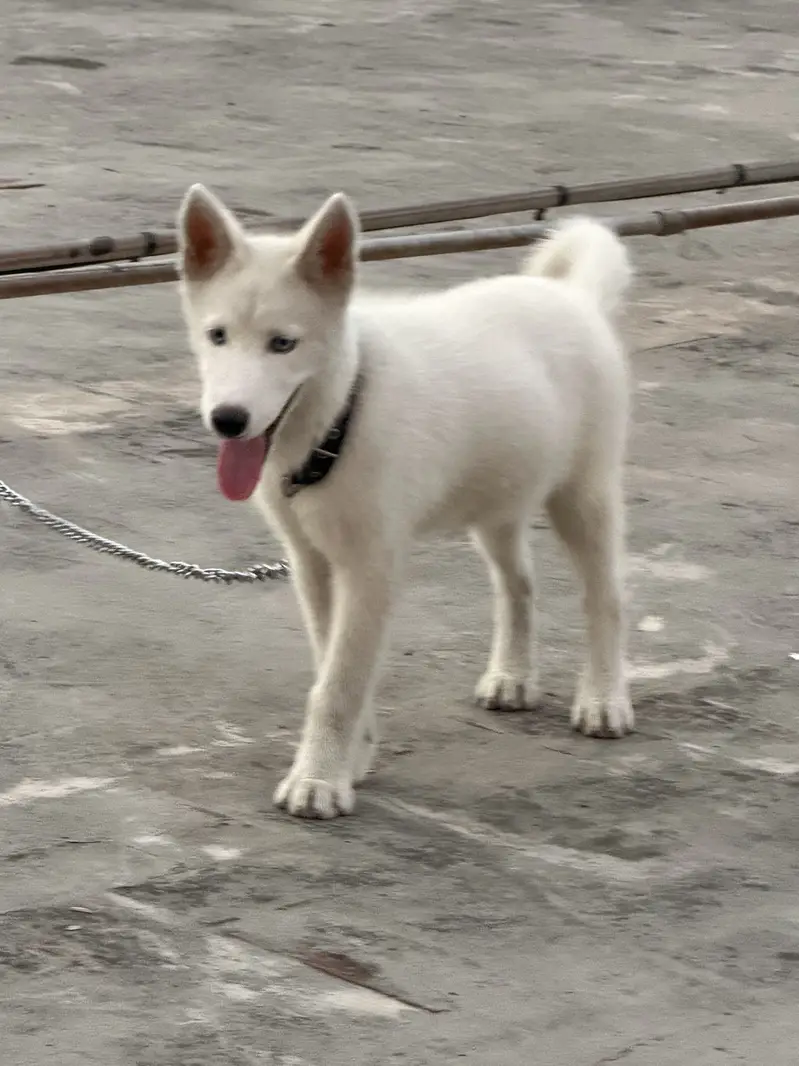 Huskey — photo 2