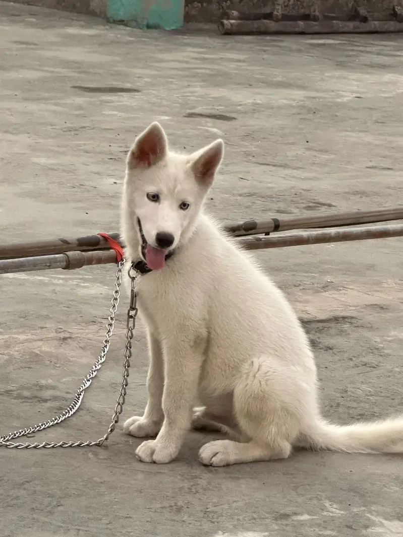 Huskey — photo 3