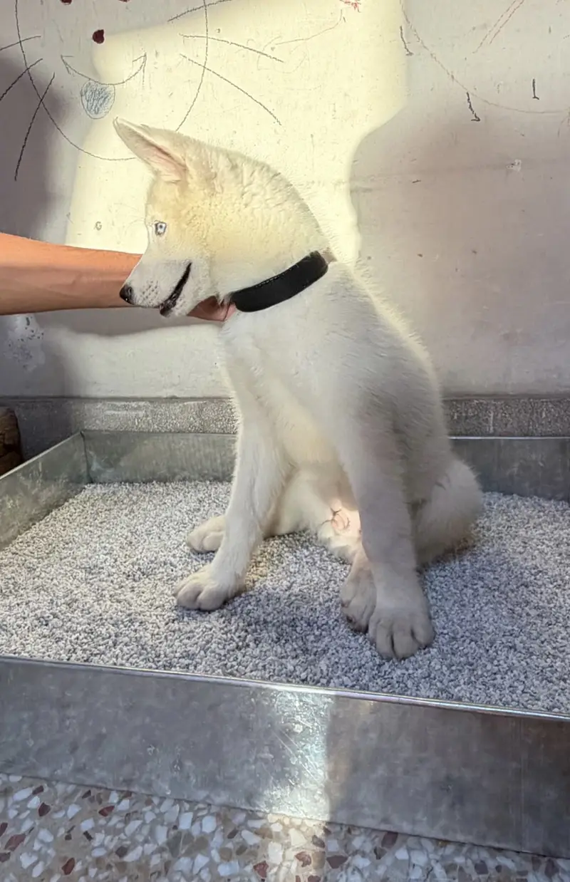 Huskey — photo 4