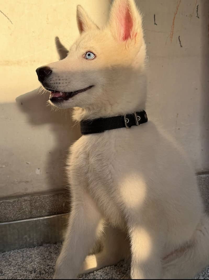 Huskey 4