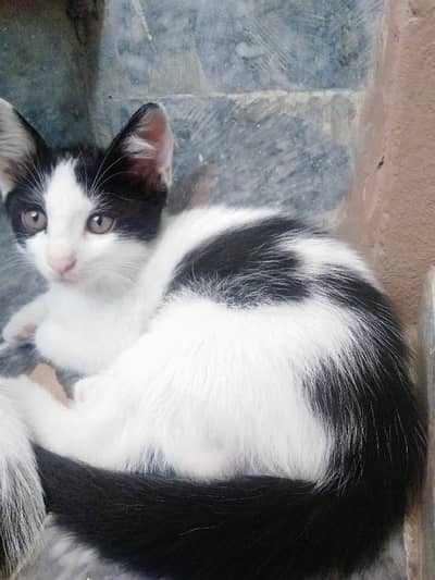 British Shorthair (Tuxedo) Kitten's Best Low Price Offer
