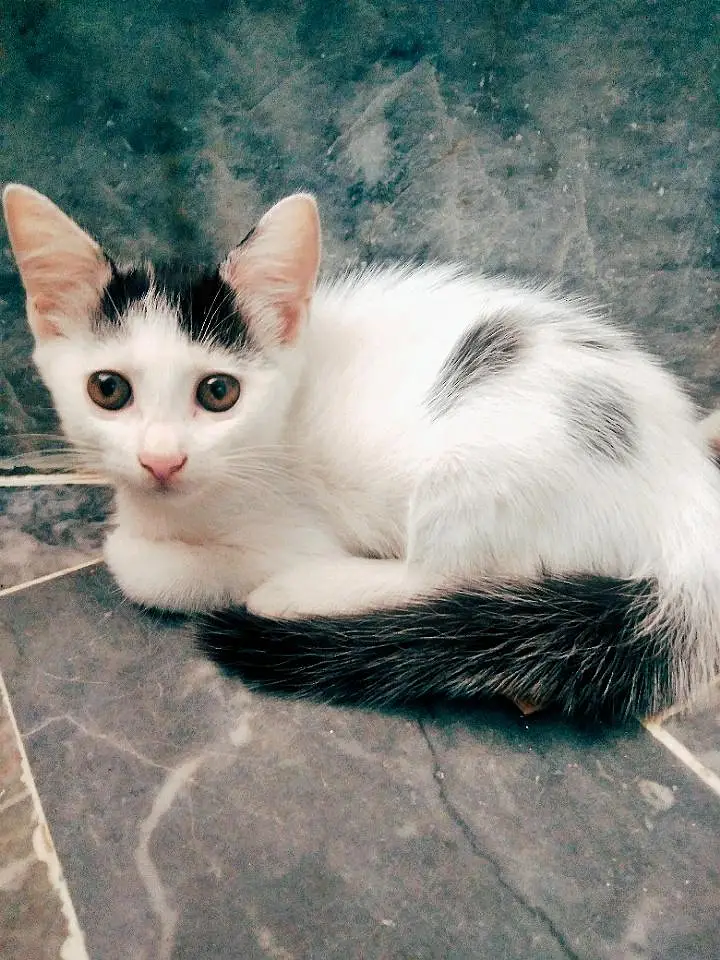 British Shorthair (Tuxedo) Kitten's Best Low Price Offer — photo 2