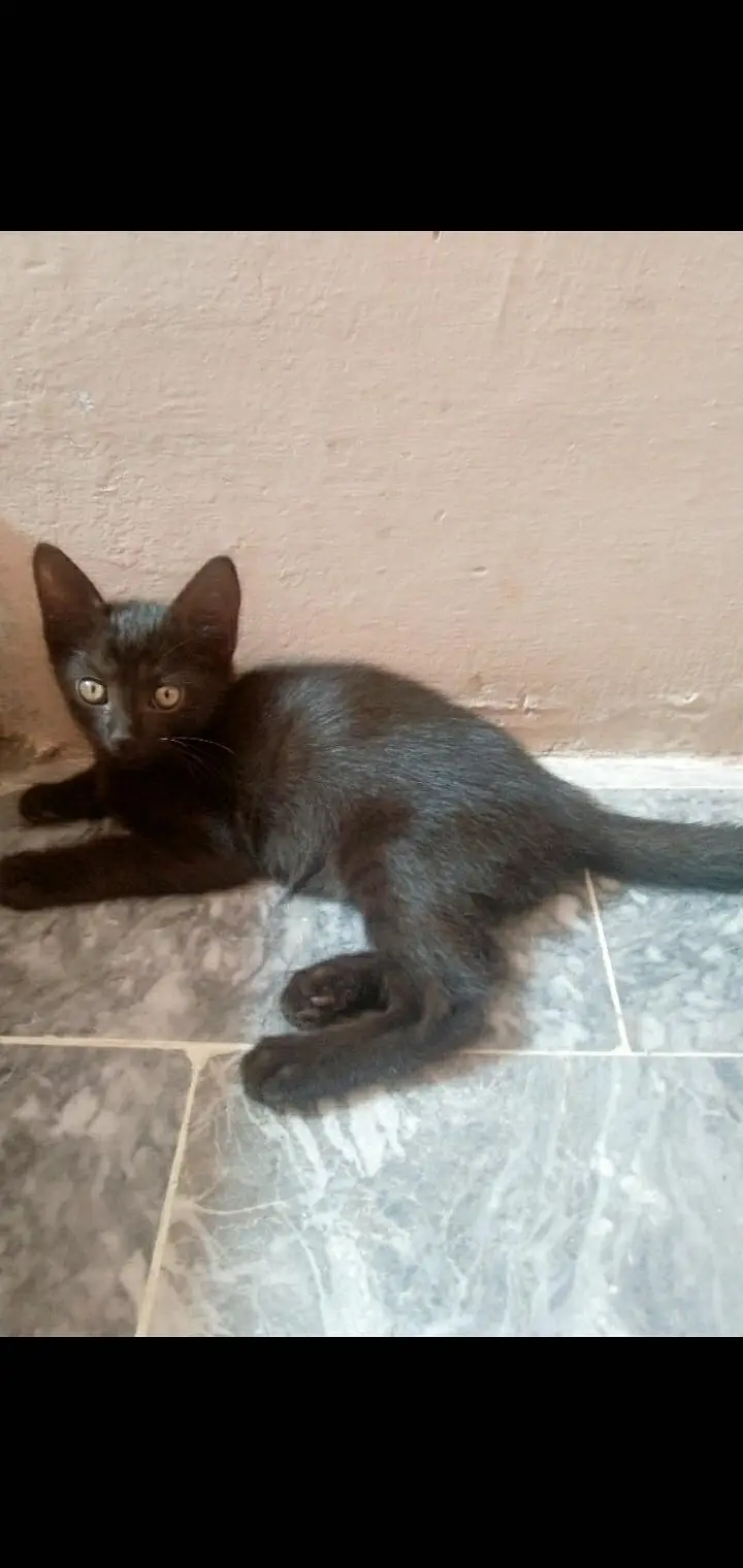 British Shorthair (Tuxedo) Kitten's Best Low Price Offer — photo 3