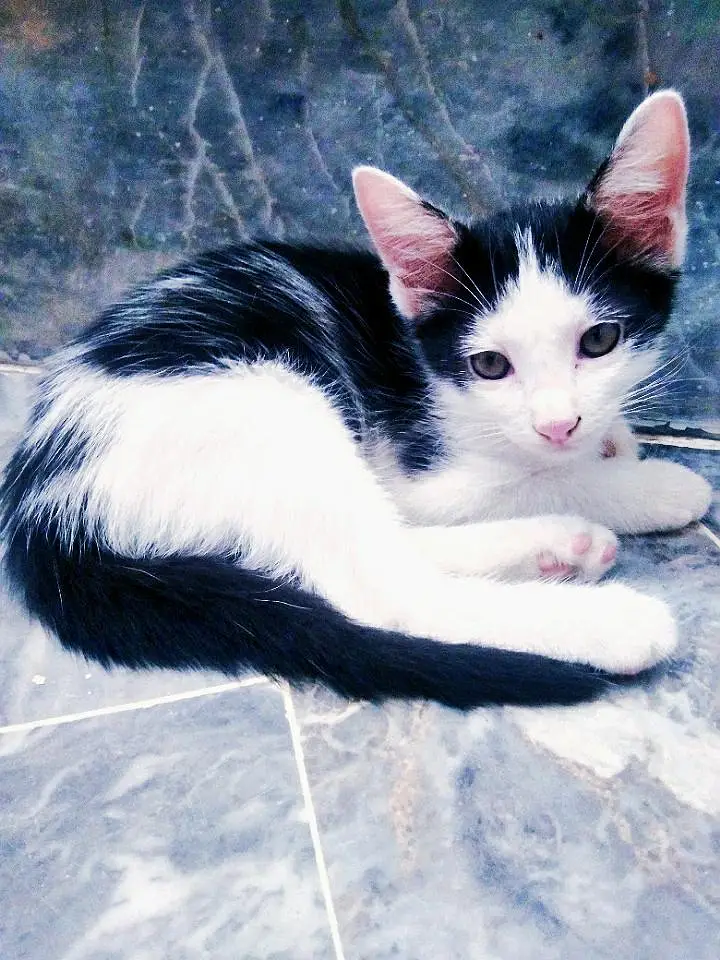 British Shorthair (Tuxedo) Kitten's Best Low Price Offer — photo 4