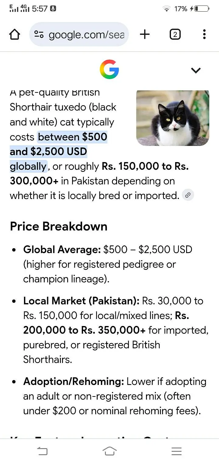 British Shorthair (Tuxedo) Kitten's Best Low Price Offer — photo 5