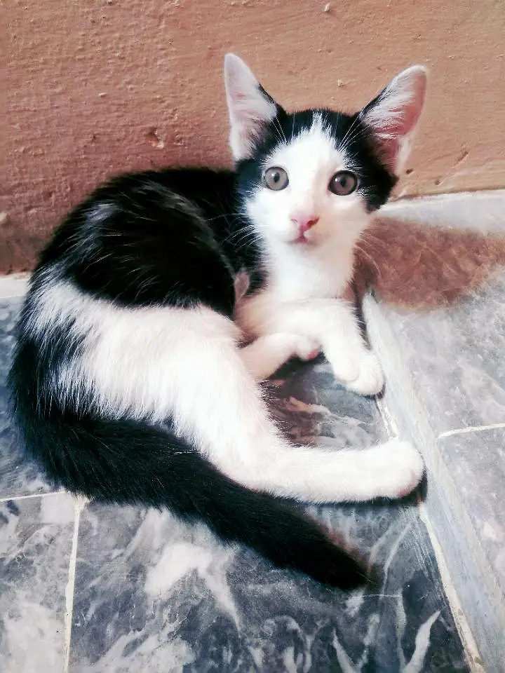 British Shorthair (Tuxedo) Kitten's Best Low Price Offer — photo 6