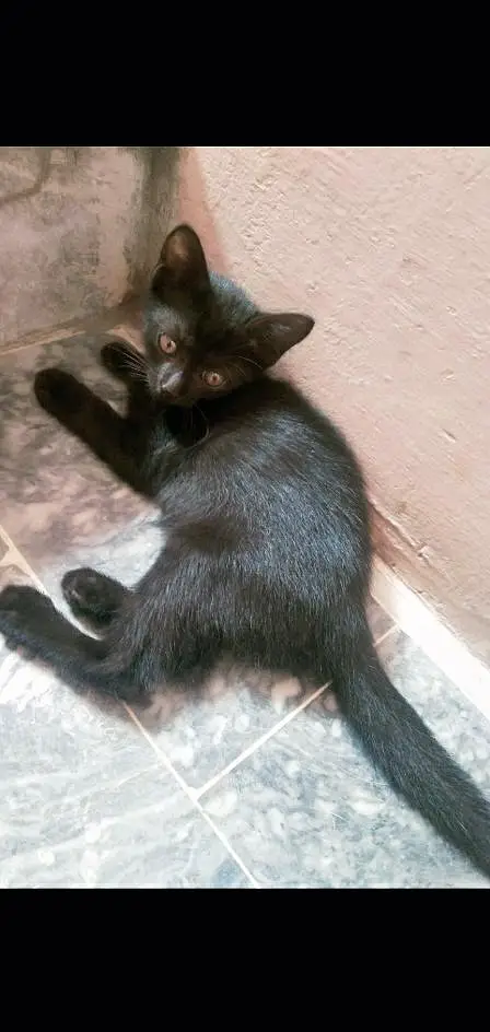 British Shorthair (Tuxedo) Kitten's Best Low Price Offer — photo 7