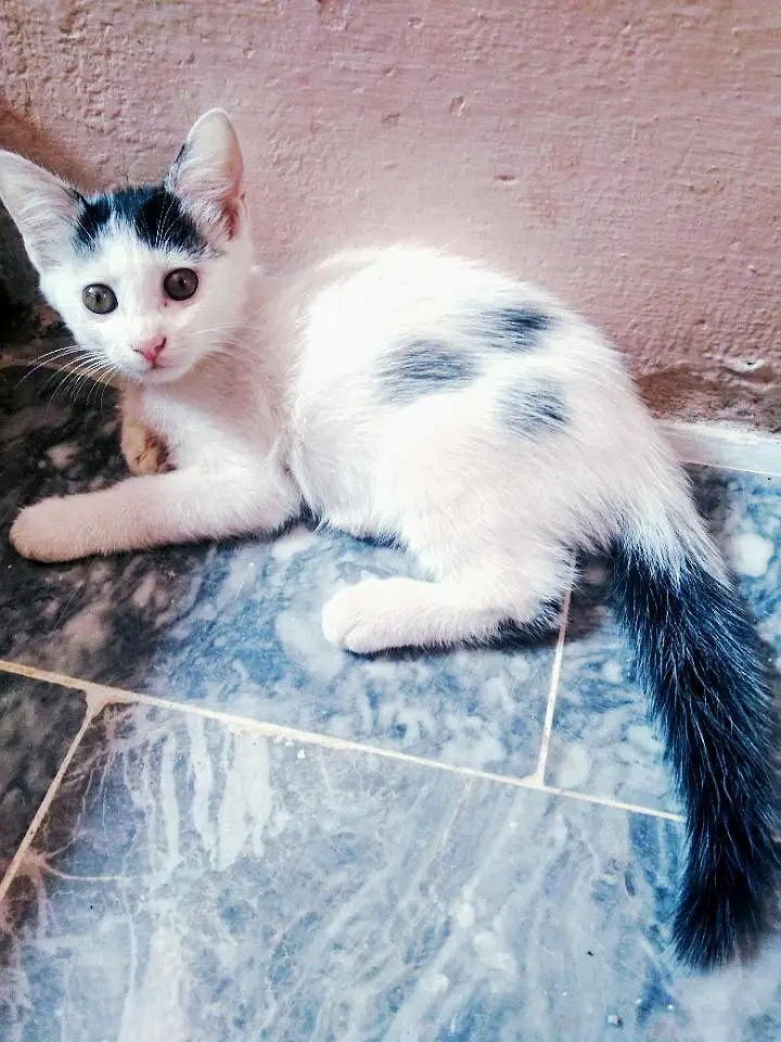 British Shorthair (Tuxedo) Kitten's Best Low Price Offer — photo 8