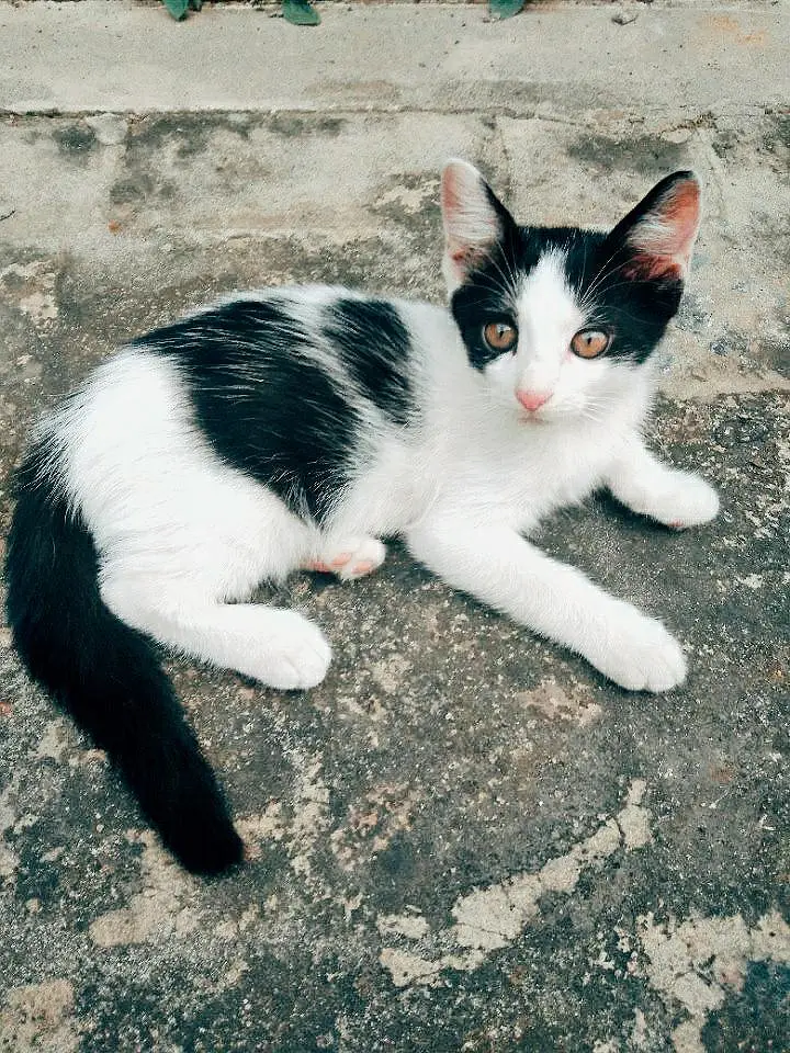 British Shorthair (Tuxedo) Kitten's Best Low Price Offer — photo 9